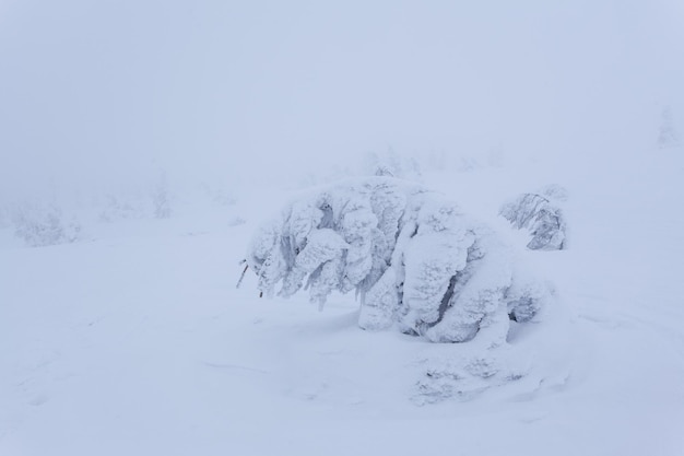 冬の日の降雪と灰色の空の後の凍った雪に覆われたモミの森カルパティア山脈ウクライナ