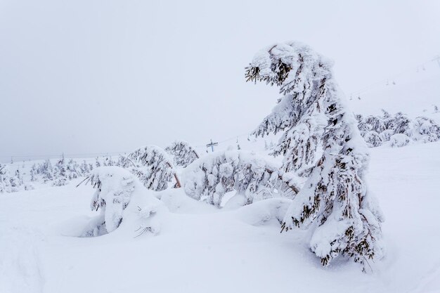 冬の日の降雪と灰色の空の後の凍った雪に覆われたモミの森カルパティア山脈ウクライナ