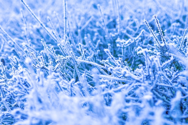 Photo frozen snowflakes on a branch