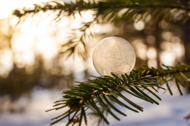 Frozen soap bubble closeup on a spruce branch. Frosty patterns on the surface of the bubble. Image in warm colors. Winter concept.