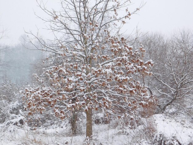 Photo frozen tree against sky during winter