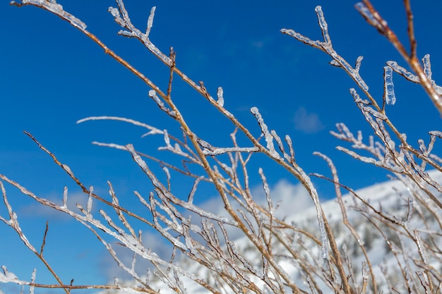 Frozen tree branches under the bright blue sky