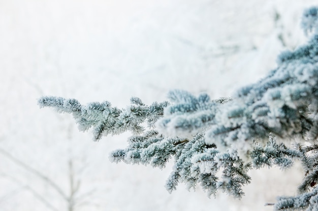 Frozen tree branches