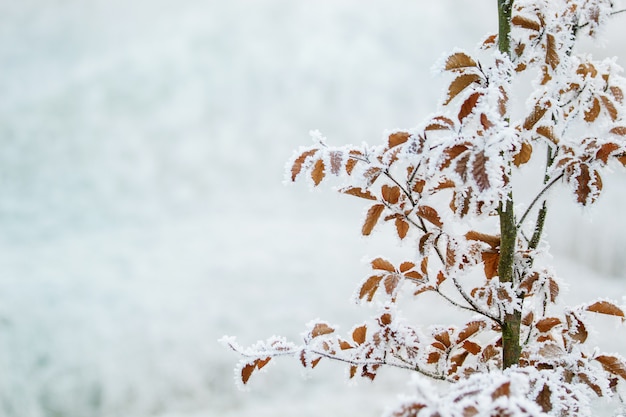 Frozen tree branches