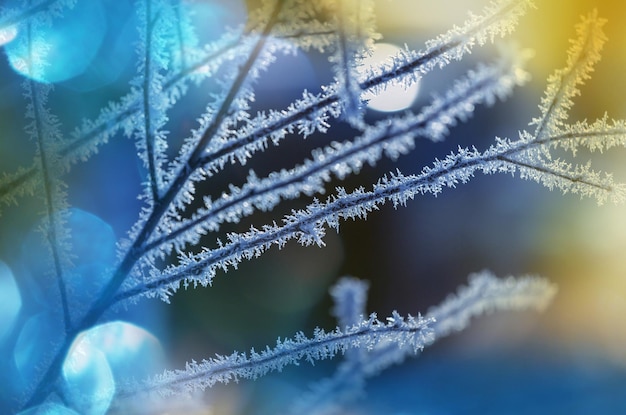 Photo frozen tree