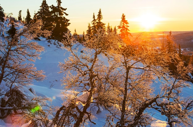 Frozen tree