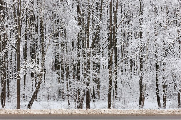 Frozen trees covered with snow at cloudy winter day full frame background