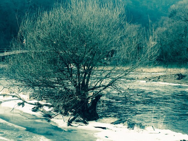 Frozen trees on field during winter