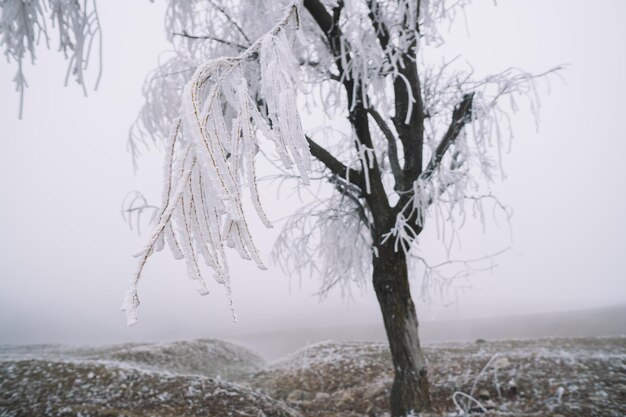 Frozen trees in the foggy morning