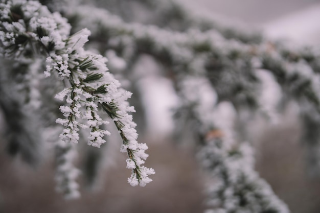 Frozen trees in the foggy morning