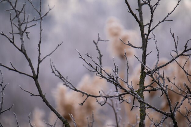 Frozen trees in the foggy morning