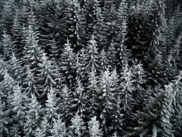 Frozen Trees in Forest Mountain