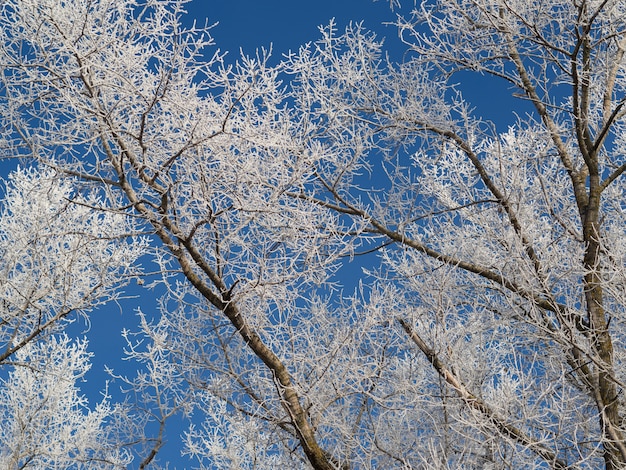 Frozen trees in the morning