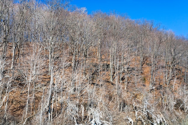 산 경사면에 얼어붙은 나무