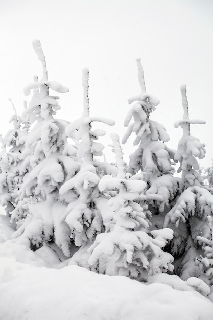 사진 겨울 에 눈 이 인  에 얼어붙은 나무 들