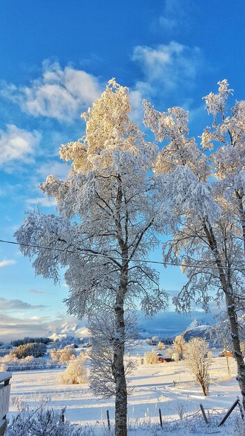 Frozen trees on snow covered field against sky