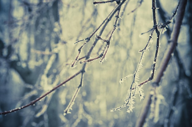 Frozen twigs