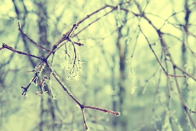 Frozen twigs