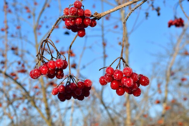 Photo frozen viburnum berries