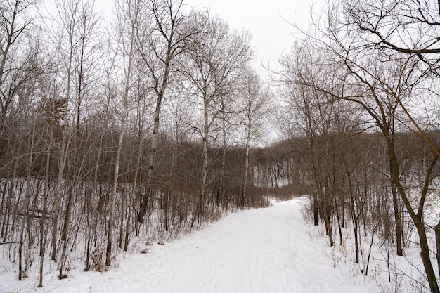 a frozen view of snow and trees at a local minnesota park in winter