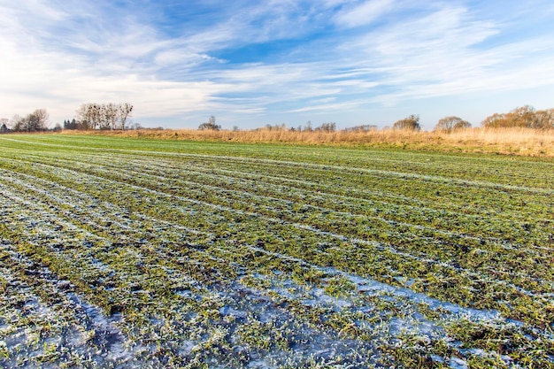 Foto acqua ghiacciata e gelo su un campo verde con nuvole di grano invernali nel cielo vista di gennaio