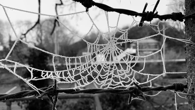 Photo frozen web