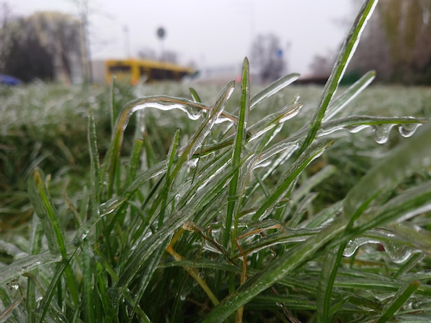 Frozen wild grass inflorescences cased in ice growjbg in a cokd winter field conceptual of the seasons