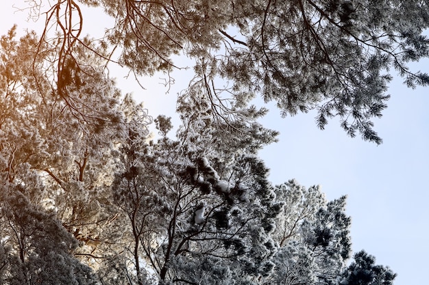 안개 속에서 얼어 붙은 겨울 숲. 배경에 눈 덮인 소나무의 클로즈업