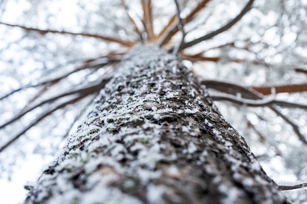 霧の中で凍った冬の森。背景に雪に覆われた松のクローズアップ