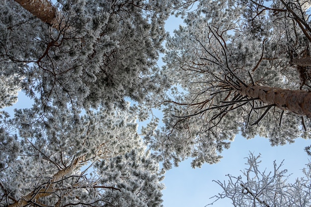 霧の中で凍った冬の森。背景に雪に覆われた松のクローズアップ