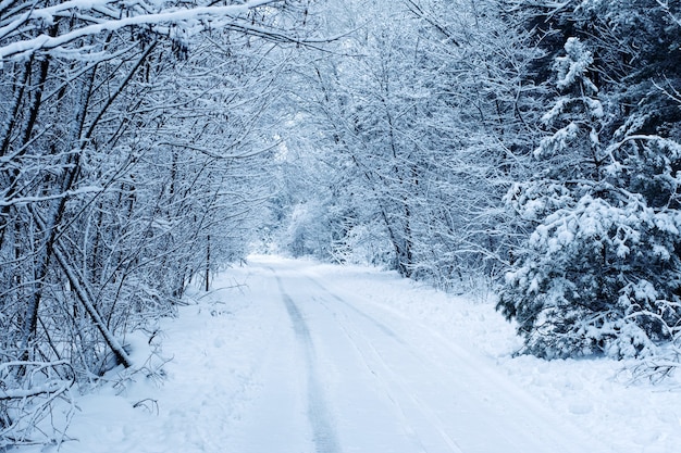 写真 雪の道のある凍った冬の森