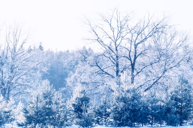 Frozen winter forest with snow covered trees outdoor