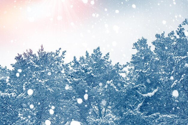 Frozen winter forest with snow covered trees