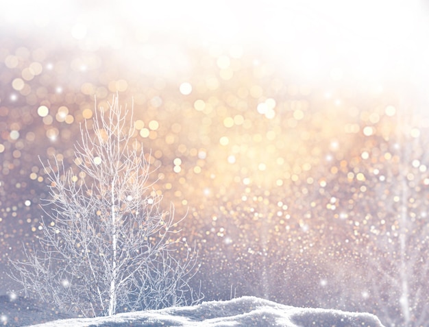 Frozen winter forest with snow covered trees