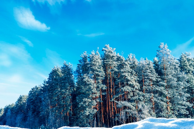 雪に覆われた木々のある凍った冬の森