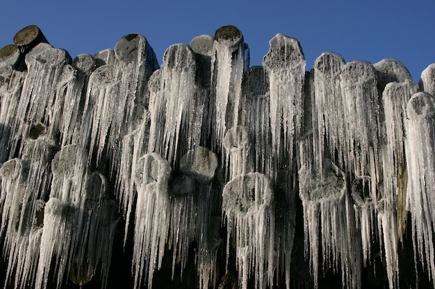 Photo frozen wood