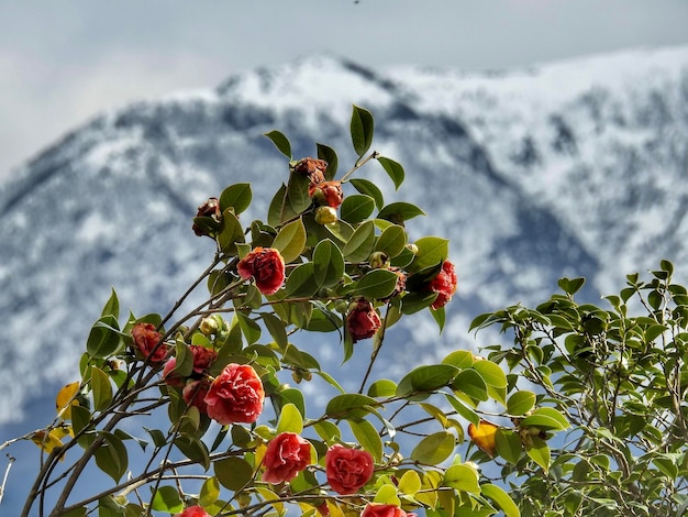 Foto fruhling in tessin