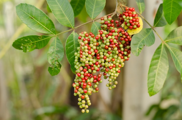 Fruit (bes) van Schinus terebinthifolius, Braziliaanse peperboom