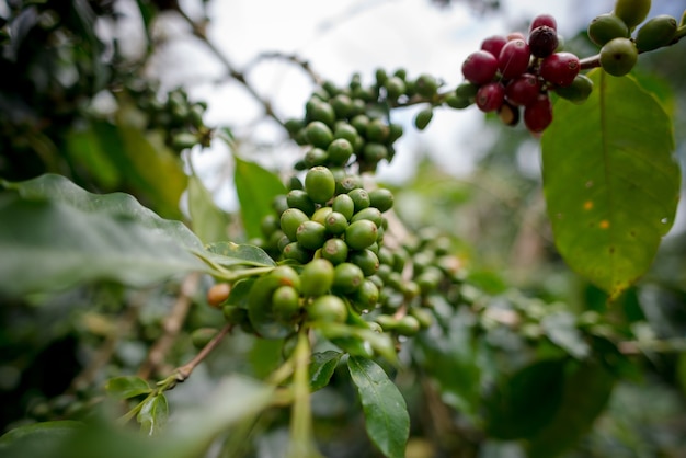 Photo fruit coffee tree