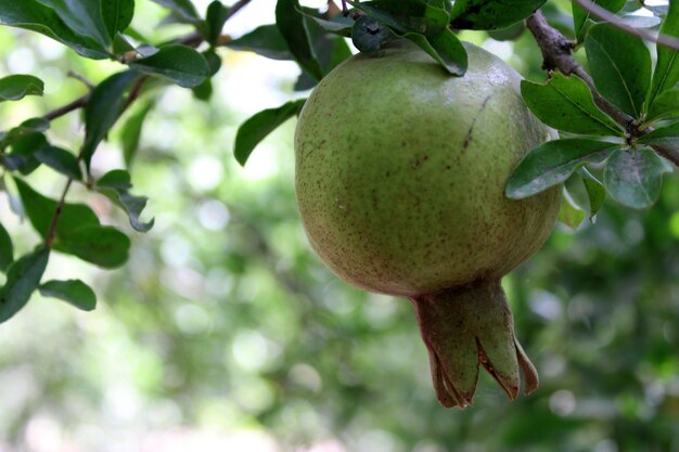 Foto fruit druif bes rijp voedsel vers achtergrond wijn geïsoleerd gezond bos wijnstok groen