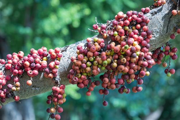 Photo the fruit of ficus racemos