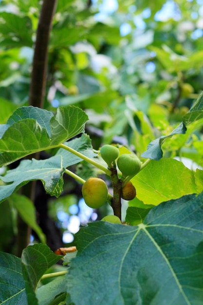 A fruit of fig-tree.Close-up.