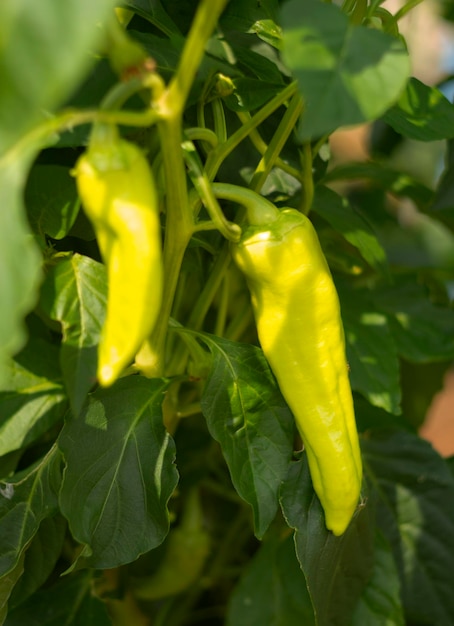 Fruit of green sweet pepper