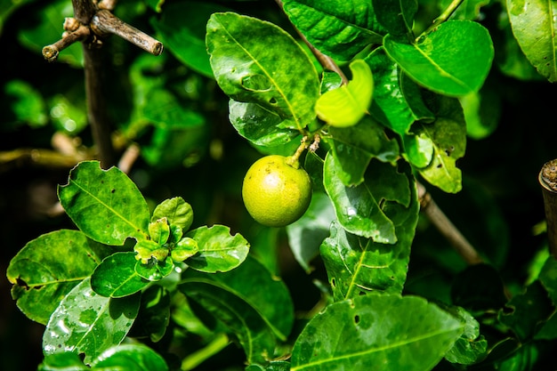 The fruit of the growing lemon tree