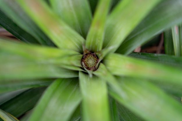 Frutto dell'ananas in crescita dopo la spruzzatura con miscela di fertilizzanti pollinici.