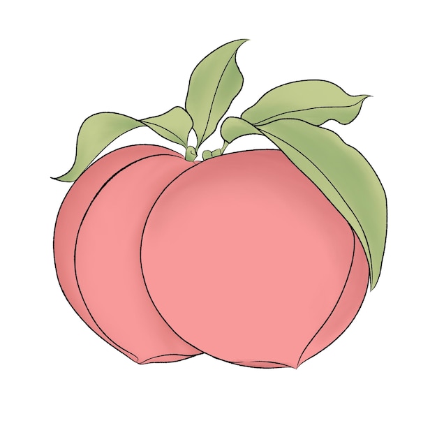 Fruit illustration of pink peach or Prunus persica cartoon simple illustration on white background