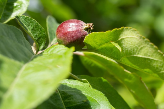 Fruit of immature apple on a branch of the tree with green leaves in a sunny day