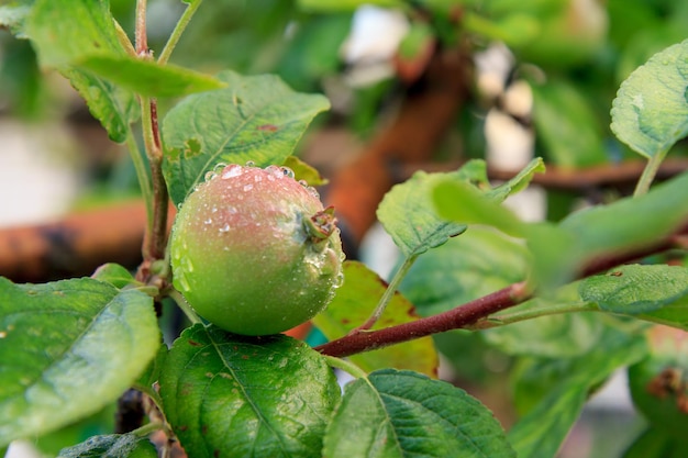 Fruit of immature apple on the branch of tree with leaves Fruit growing in the garden