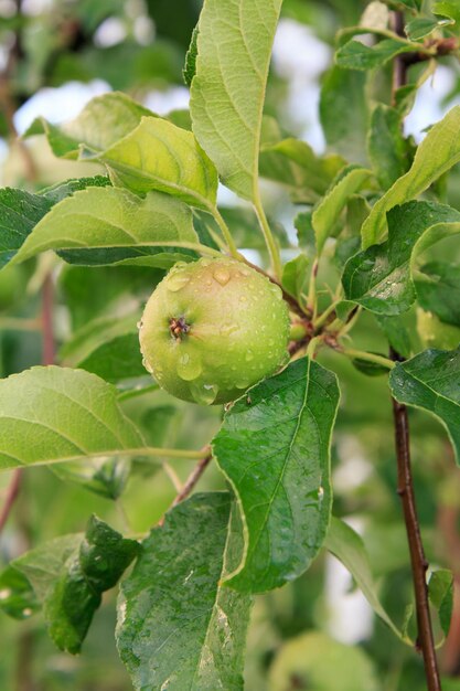 Fruit of immature apple on the branch of tree with leaves Fruit growing in the garden