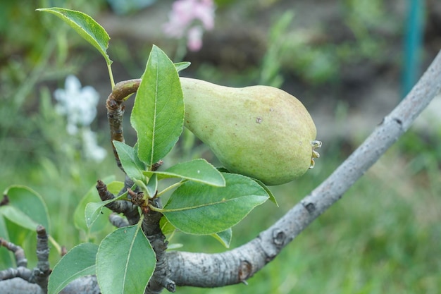 Foto frutto della pera immatura sul ramo dell'albero